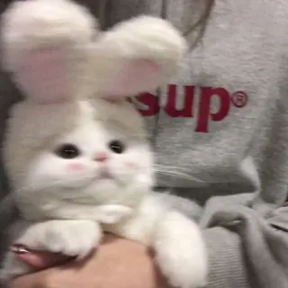 🐇 7887559d sup gato, coelho, fofo, animal, animal de estimação, kawaii telegram sticker