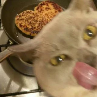 😋 7a594869 gato, panqueca, comida, cozinhar, animal de estimação, fofo telegram sticker