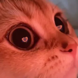 😍 9109aa16 gato, gato laranja, animal, animal de estimação, felino, close-up, olhos telegram sticker