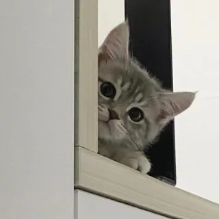 🙈 95387da3 gato, gatinho, animal de estimação, animal, fofo, animal doméstico telegram sticker