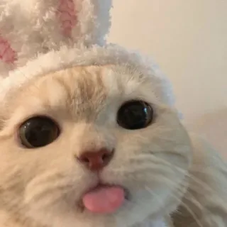 😛 9a58484c gato, coelho, língua, animal, animal de estimação, fofo telegram sticker