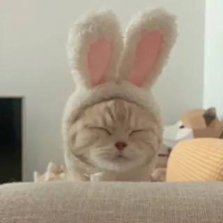 🐰 c7ee783f gato, coelho, orelhas, animal, animal de estimação, fofo, kawaii, doméstico telegram sticker
