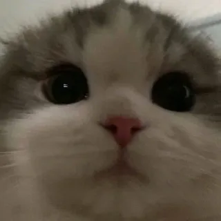 😻 cabbe430 gato, gatinho, fofo, animal, animal de estimação, mamífero telegram sticker