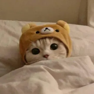 ☁️ e5bf830b gato, fofo, animal, animal de estimação, capuz de urso, aconchegante, sono telegram sticker