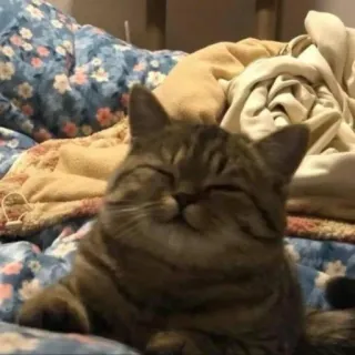 😴 ed21f155 gato, animal de estimação, animal, fofo, gato doméstico, gato malhado telegram sticker