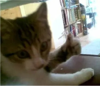 👍 47c2025d 고양이, 새끼 고양이, 애완동물, 동물, 고양이과, 귀여운 telegram sticker