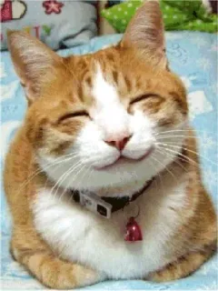 ☺️ 684dd425 고양이, 동물, 애완동물, 귀여운, 가정, 주황색, 고양이과 telegram sticker