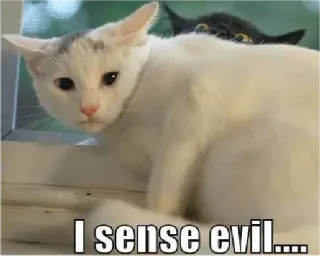 🧐 8e16e2ea I sense evil..... 고양이, 악, 유머, 밈, 동물 telegram sticker