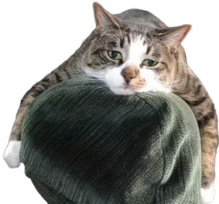 😐 a1bf42ee 고양이, 애완동물, 동물, 게으른, 귀여운, 가축, 고양이과 telegram sticker