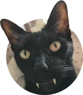 🧛‍♀ f3931224 검은 고양이, 뱀파이어, 송곳니, 애완 동물, 동물, 할로윈, 무서운 telegram sticker