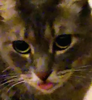 👅 0a6493d4 gatto, animale, animale domestico, mammifero telegram sticker