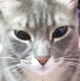 👽 0d3aa1a7 gatto, animale, animale domestico, grigio, peloso, domestico telegram sticker