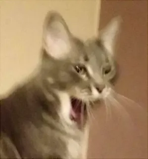 🤓 11e026c3 gatto, sbadiglio, animale domestico, mammifero, animale telegram sticker