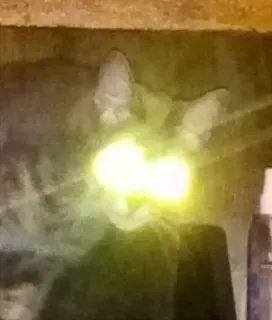 🌟 12972879 gatto, occhi, luminoso, animale, notte telegram sticker