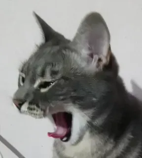 😜 287c301f gatto, sbadiglio, grigio, gatto domestico, animale domestico telegram sticker