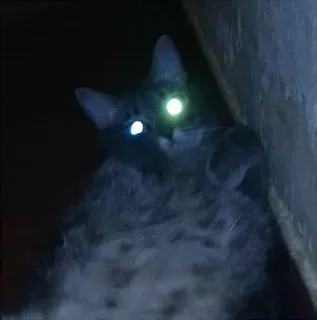 ⚪️ 2ef5b2bb gatto, scuro, occhi, animale, domestico telegram sticker