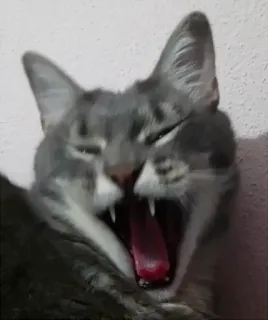 😱 3c458859 gatto, sbadiglio, felino, animale, domestico telegram sticker