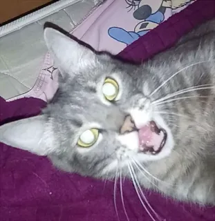 🙍‍♂️ 43c15c58 gatto, grigio, bocca aperta, sbadiglio, animale, animale domestico telegram sticker