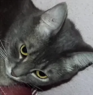 😶 480039a5 gatto, grigio, animale domestico, animale, domestico, felino telegram sticker