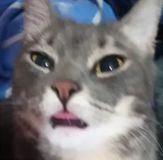 👅 4d417364 gatto, animale, lingua, grigio, animale domestico, felino telegram sticker