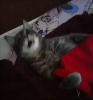 🙀 5aa05249 gatto, animale domestico, gattino, giocare, dormire telegram sticker