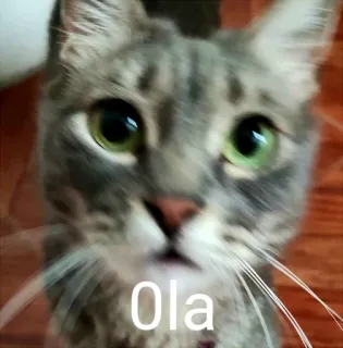 👋 68bedfd3 Ola gatto, saluto, animale, animale domestico telegram sticker