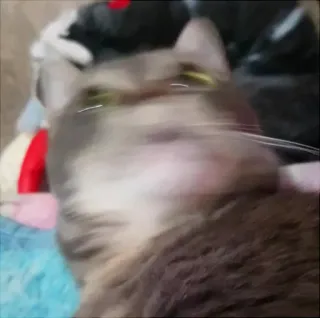 🙇 6ad71d43 gatto, grigio, animale domestico, animale, domestico telegram sticker