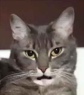 🙂 89d2592e gatto, animale, grigio, animale domestico, domestico telegram sticker