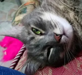 🤗 c3b12731 gatto, animale domestico, animale, grigio, domestico telegram sticker