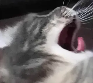 😵 dff92160 gatto, sbadiglio, animale, animale domestico telegram sticker