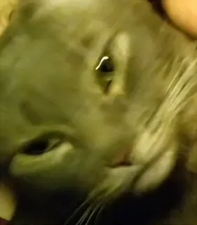 🔘 e598b3b2 gatto, animale, grigio, animale domestico telegram sticker