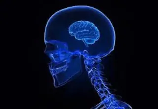 🤔 62658874 анатомия, мозг, голова, скелет, медицинский, рентген telegram sticker