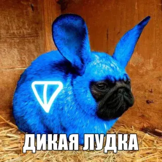 🤩 00ba9aab ДИКАЯ ЛУДКА зайчик, мопс, собака, кролик, синий, животное whatsapp sticker