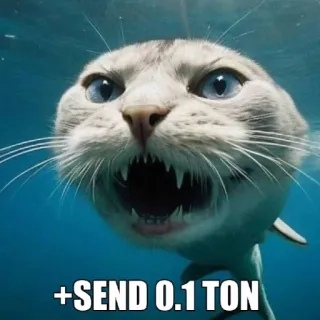 🤩 162544ca +SEND 0.1 TON акула, кот, отправить, смешной, животное whatsapp sticker
