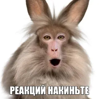 🤩 35ba76be РЕАКЦИЙ НАКИНЬТЕ животное, обезьяна, кролик, гибрид, мем whatsapp sticker