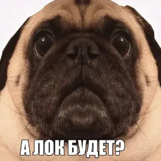 🤩 383b473c А ЛОК БУДЕТ? собака, мопс, мем, смешной, милый, животное whatsapp sticker