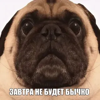 🤩 3b26496e ЗАВТРА НЕ БУДЕТ БЫЧКО мопс, собака, мем, смешно, животное whatsapp sticker