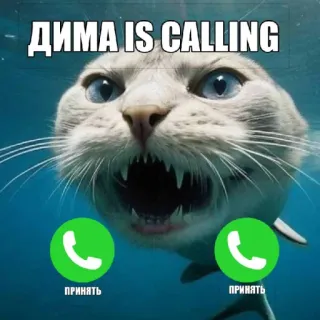 🤩 4055edda ДИМА IS CALLING кот, акула, смешной, звонок, животное, телефон whatsapp sticker