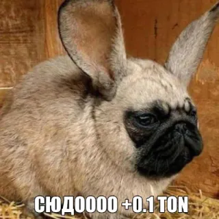 🤩 64fefe24 СЮДОООО +0.1 TON кролик, собака, мопс, животное, гибрид whatsapp sticker