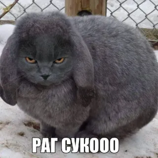🤩 651c43c2 РАГ СУКООО кот, кролик, животное, серый, злой whatsapp sticker