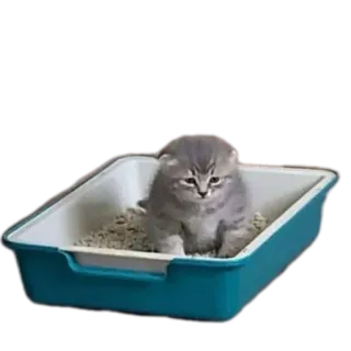 🐱 6d0672a9 кошка, котёнок, лоток, животное, питомец, милый whatsapp sticker