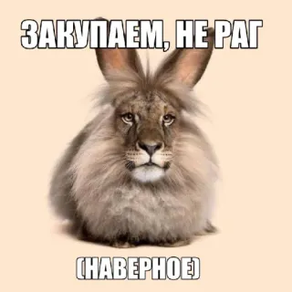 🤩 70930385 ЗАКУПАЕМ, НЕ РАГ (НАВЕРНОЕ) лев, кролик, животное, мем, гибрид whatsapp sticker