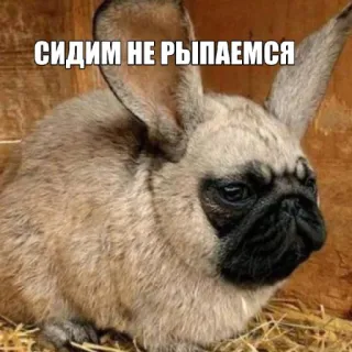 🤩 78e04b0b СИДИМ НЕ РЫПАЕМСЯ собака, кролик, животное, смешной, мем, мопс whatsapp sticker