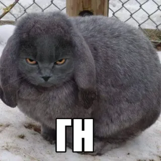 🤩 7c6aa42a ГН кошка, кролик, серый, злой, животное whatsapp sticker