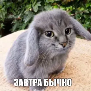 🤩 8007cd0f ЗАВТРА БЫЧКО кот, кролик, животное, гибрид whatsapp sticker