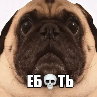 🤩 88742626 ЕБ@ТЬ собака, мопс, череп, оскорбительный whatsapp sticker