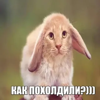 🤩 8a12623e КАК ПОХОЛДИЛИ?))) кот, заяц, гибрид, животное, смешной whatsapp sticker