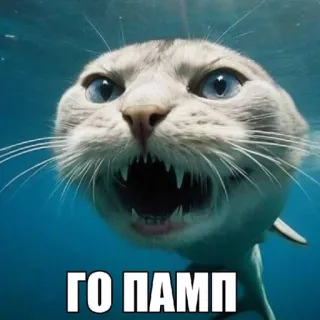 🤩 95cbcf93 ГО ПАМП кот, акула, гибрид, животное, смешной whatsapp sticker