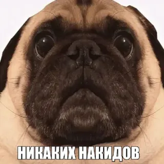 🤩 a34ad754 НИКАКИХ НАКИДОВ собака, мопс, животное, мем whatsapp sticker