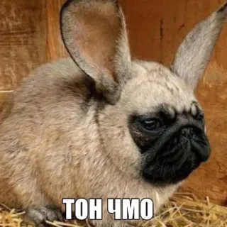 🤩 a485f922 ТОН ЧМО собака, кролик, животное, гибрид, мем whatsapp sticker